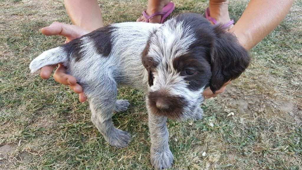 De La Traque Royale - Chiots disponibles - Griffon d'arrêt à poil dur Korthals