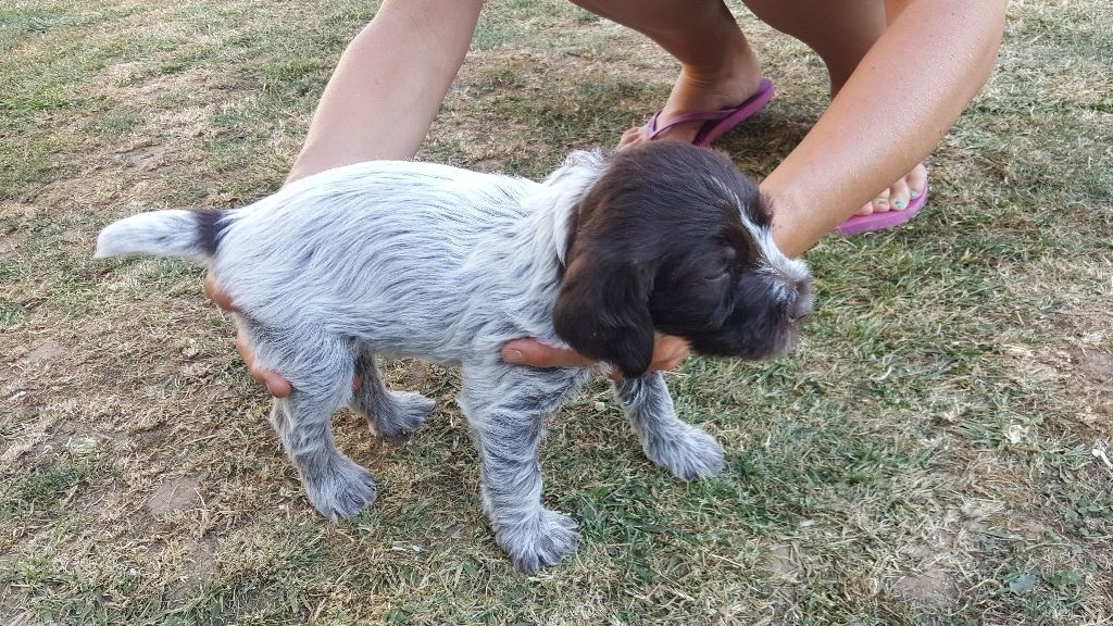 De La Traque Royale - Chiots disponibles - Griffon d'arrêt à poil dur Korthals