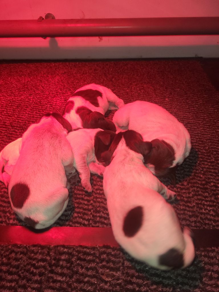 De La Traque Royale - Chiots disponibles - Griffon d'arrêt à poil dur Korthals