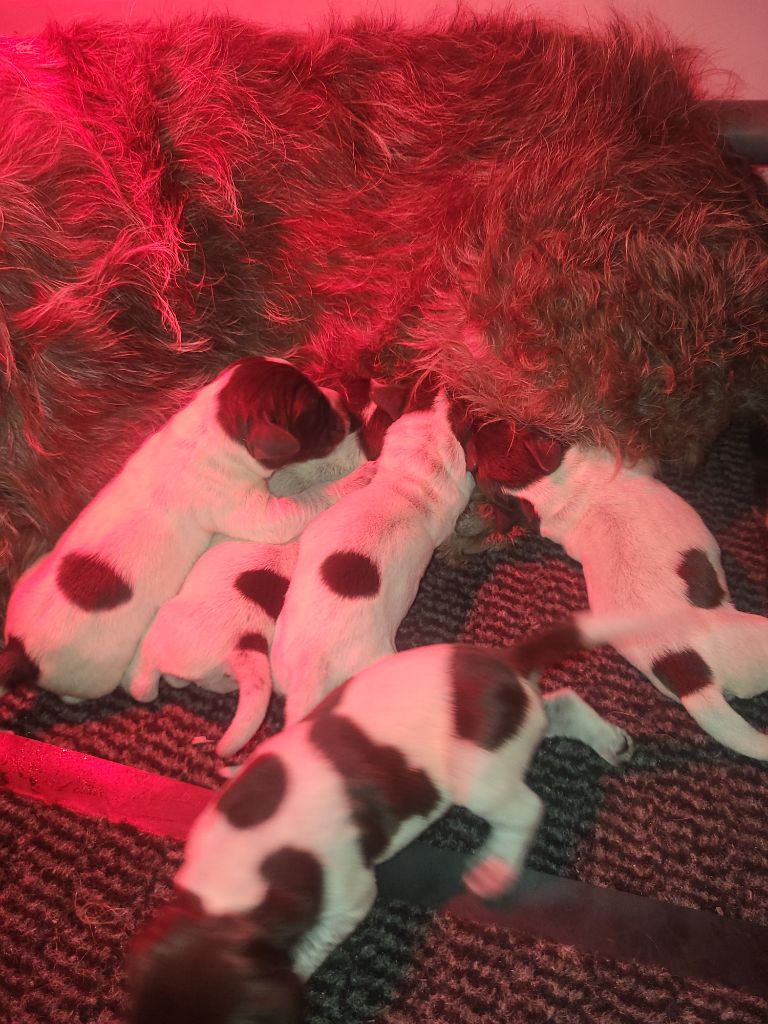 De La Traque Royale - Chiots disponibles - Griffon d'arrêt à poil dur Korthals