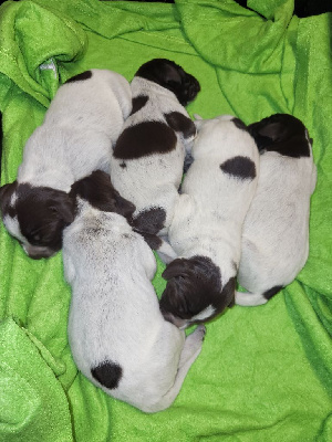 CHIOT