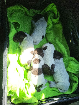 CHIOT
