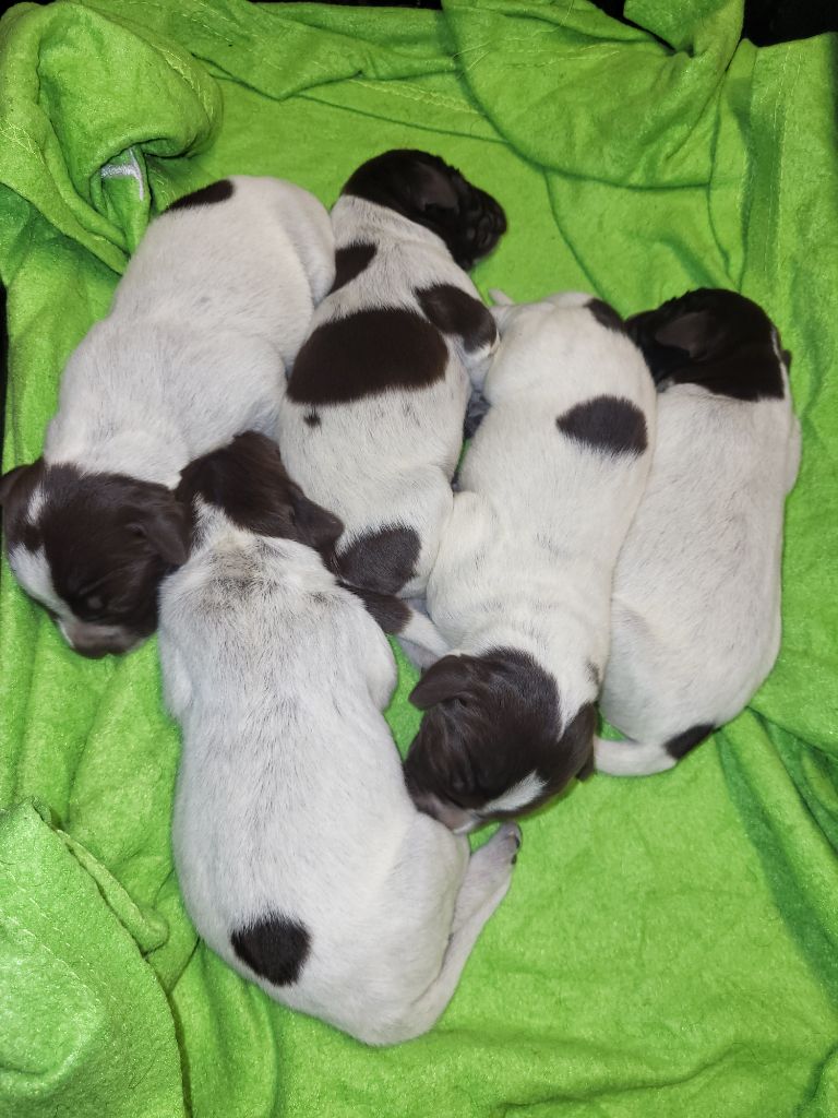 De La Traque Royale - Chiots disponibles - Griffon d'arrêt à poil dur Korthals