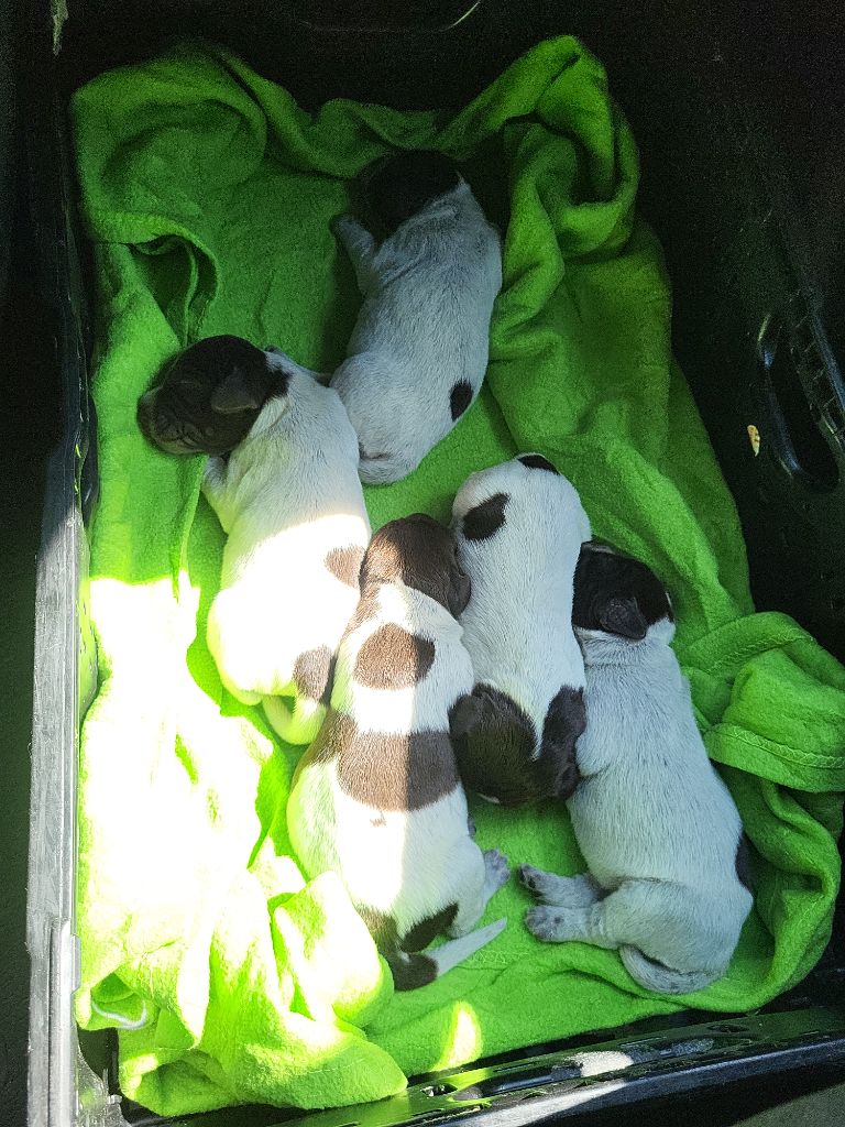 De La Traque Royale - Chiots disponibles - Griffon d'arrêt à poil dur Korthals