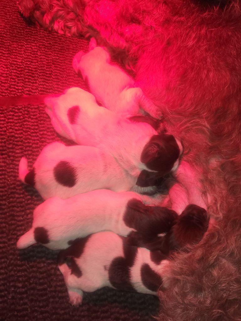 De La Traque Royale - Chiots disponibles - Griffon d'arrêt à poil dur Korthals